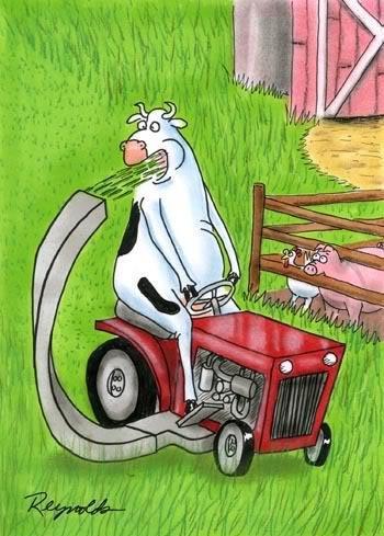 Funny cow cartoon on Pinterest, cow mowing grass, cow cartoon, cow eating, lawncare