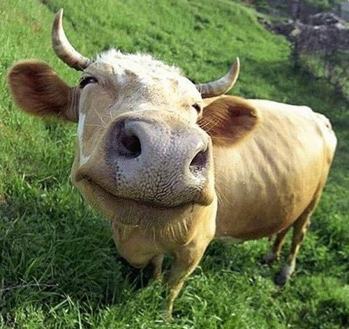 Image result for cow smiling